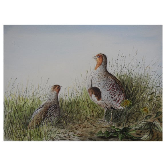 a-pair-of-partridge-by-conor-oconnell
