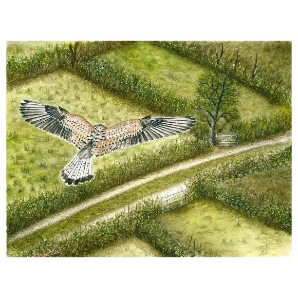 kestral-hovering-by-conor-oconnell