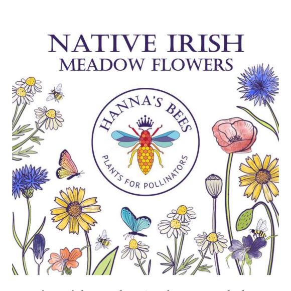 native-irish-meadow-6g-hannas-bees