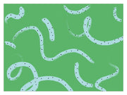 worms